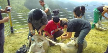 Tratamieno veterinario en la Escuela de Pastores del Pirineo