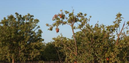 Reto visual: ¿Dónde están las dos libélulas?
