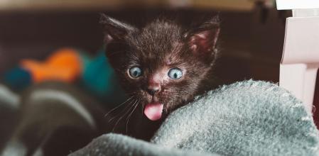 El síndrome de dolor orofacial felino, por el que el gato puede sacar su lengua, es más frecuente durante la dentición permanente