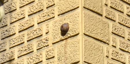 La bomba incrustada en una fachada de un edificio de Sant Andreu que cayó sobre Barcelona en 1843