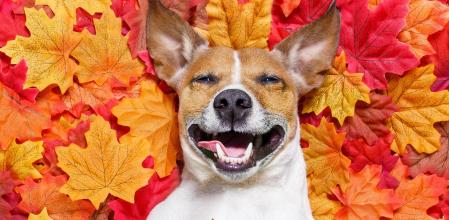 Consejos esenciales para asegurar la salud y el bienestar de tu peludo tras la vuelta de vacaciones, con la orientación del veterinario de TomVets, Marc Bagué