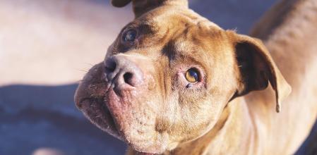 Yabú, un abuelito encantador de casi 11 años, está buscando un hogar donde pasar sus años dorados