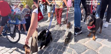 desfile perros salchicha