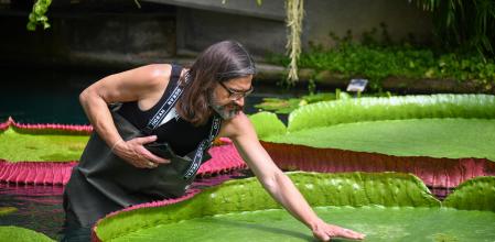 Carlos Magdalena con V. boliviana -la especie de nenúfar que ha descubierto- en el Conservatorio de la Princesa de Gales en Kew.