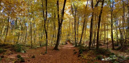 La Fageda d'en Jordà.