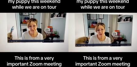 golden jugando reunion zoom