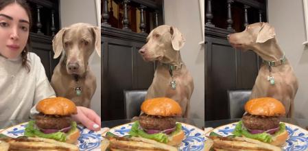 perro no come hamburguesa