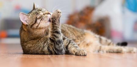 El acicalamiento excesivo: una señal de alerta