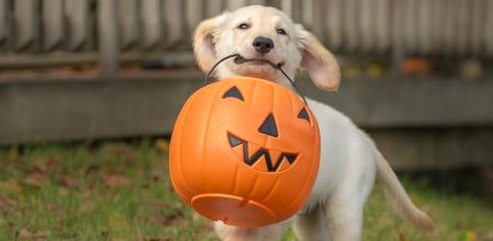 Celebrar Halloween con tu perro o gato puede ser una experiencia especial y divertida para ambos.