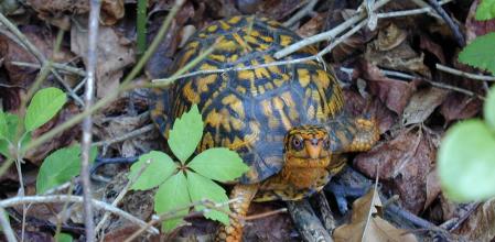 An Eastern Box Turtle (Terrapene carolina carolina), living in the Sunken Forrest preserve on Fire Island, Long Island, New York.
