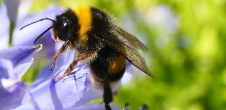 La reina posada en una flor.