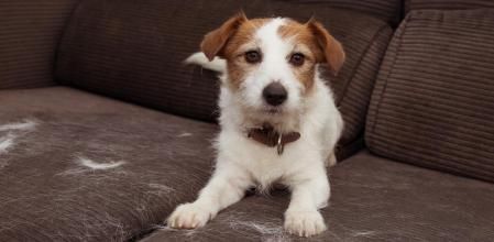 Evita que tu sofá se llene de pelos con una buena funda.