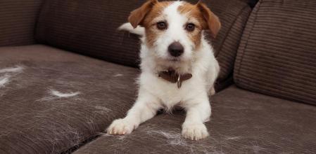 Un perro sobre un sofá lleno de pelos