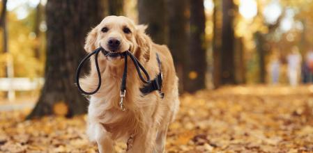 Que el cambio de hora y el frío no pille desprevenido a tu perro: cómo hacer más llevadera la bajada de temperaturas