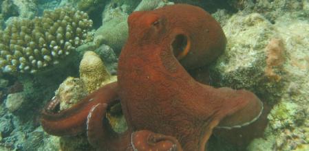 La especie de pulpo Octopus cyanea se asocia con el núcleo del grupo, pero puede adoptar otros roles, según los científicos.