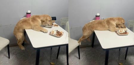 golden subido mesa comida