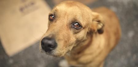 Unidos por nuestros peludos: Juntos en la lucha por los animales afectados por la Dana