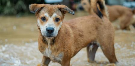 Cómo actuar en caso de encontrarse un animal desamparado tras la inundación