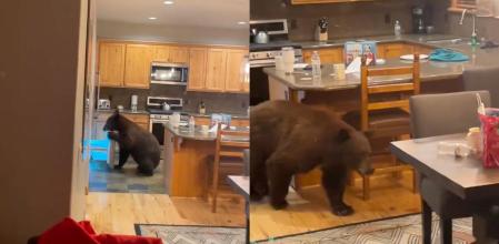 oso roba comida cocina