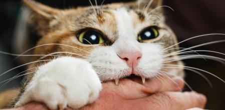 Los gatos poseen una cualidad que los hace únicos: su increíble capacidad de observación