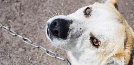 Denuncian el sufrimiento de un perro atado sin protección en Argentona
