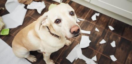 Problemas como ladridos constantes, agresividad o miedos ya no se ven como simples molestias, sino como señales de que necesitan ayuda especializada