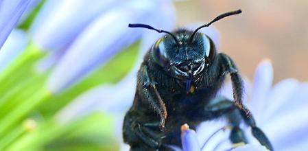 Abejorro carpintero, en el claustro del monasterio de Pedralbes de Barcelona.