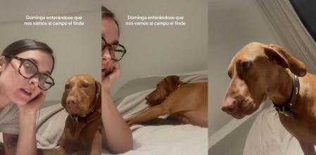 perro contento hermanos peludos