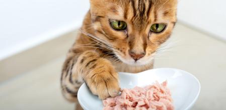 Descubrimos los errores más comunes en la alimentación de perros y gatos con alergias o hipersensibilidades alimentarias, junto a la veterinaria de TomVets, Claudia Ariemma