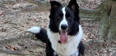 La angustiosa historia de Lucky: robo, amenazas y una familia que no se rinde