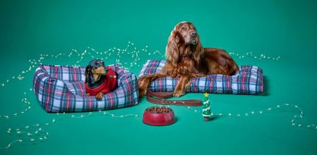 Branded ECI Mascotas Navidad home