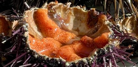 Ejemplar de las 'garoines' de Palafrugell.