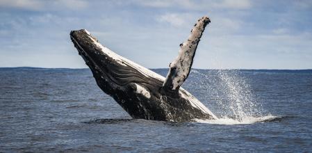 Close up of humpback whale breaching, spy hopping and surface activity while whale watching off a boat in the ocean
