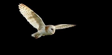 Un estudio analiza la capacidad de camuflaje de las lechuzas comunes.