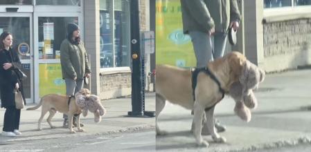 golden paseo peluche