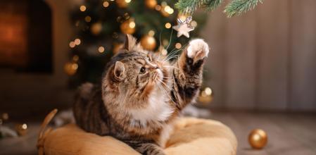 Recetas navideñas irresistibles para consentir a tu gato con lo mejor de la temporada