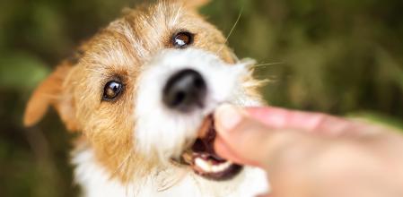 Mantén a tu perro feliz y saludable en Navidad con estos alimentos recomendados y evita los peligros ocultos