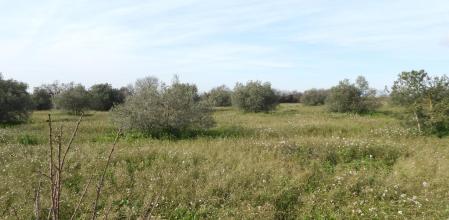 Reto visual: ¿Eres capaz de ver a los tres corzos?