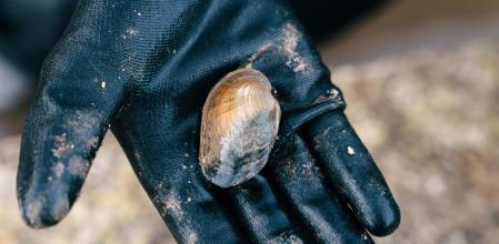 Un ejemplar de Petxinot