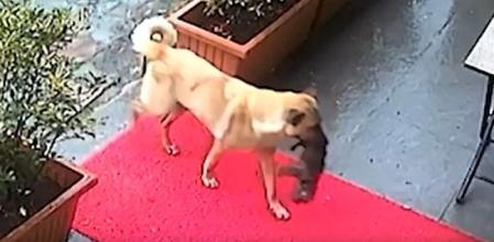 La perra llevando el cachorro