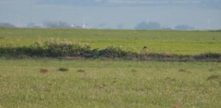 Reto visual: ¿Eres capaz de ver dónde se esconde el pájaro?