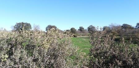 Reto visual: ¿Eres capaz de ver a las dos abubillas?