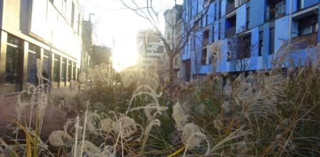 Vegetación en la calle Almogàvers.