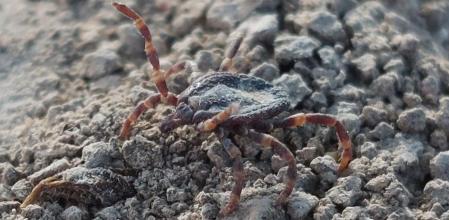 Ejemplar de garrapata de la especie 'H.lusitanicum'