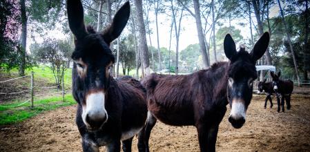 Laura Londoño, veterinaria: “Los burros no son tercos, son más inteligentes que otros animales. Cuando algo no les da seguridad no avanzan”