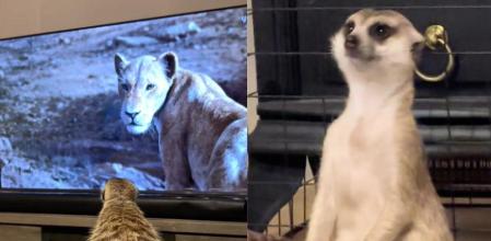 Escenas de los vídeos publicados en las redes