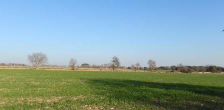 Reto visual: ¿Cuántos árboles florecidos hay en este campo?