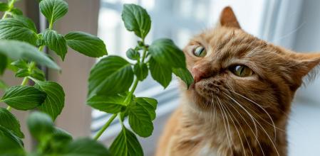 Te contamos todo lo que necesitas saber para que tu gato ronronee de felicidad… ¡y de buena salud!