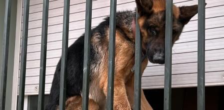 El peludo se encontraba atrapado en un espacio muy pequeño