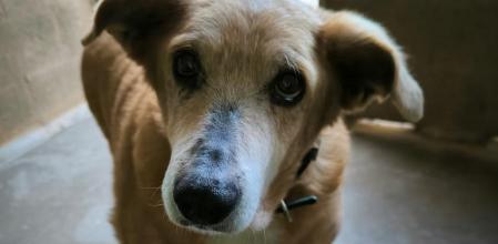 Romea no merece pasar más tiempo en una fría jaula